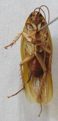 Ischnoptera rufa