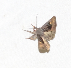 Euplexia benesimilis