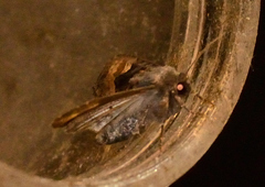 Euplexia benesimilis