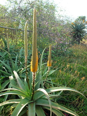 Aloe spicata image