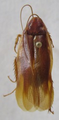 Ischnoptera rufa