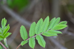 Sorbus decora