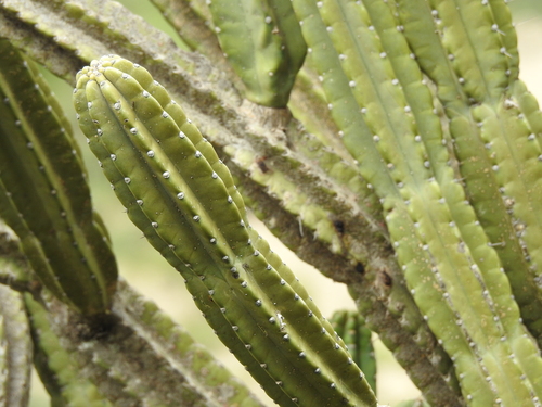 Cereus hankeanus (Cereus hankeanus)