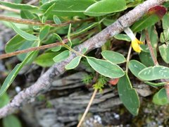 Anthyllis vulneraria alpestris