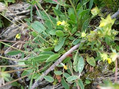 Anthyllis vulneraria alpestris