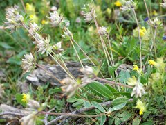 Anthyllis vulneraria alpestris