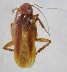 Ischnoptera rufa