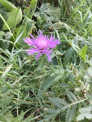 Centaurea jacea