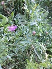 Centaurea jacea