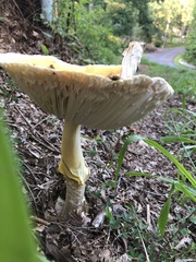 Amanita arkansana