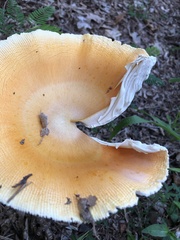 Amanita arkansana