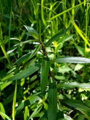 Hygrophila lacustris