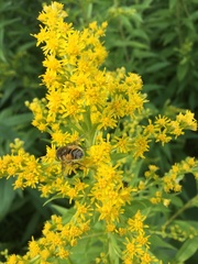 Eristalis