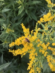 Eristalis