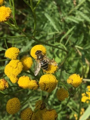 Eristalis