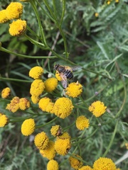 Eristalis