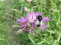 Bombus lapidarius