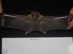 Cynopterus brachyotis