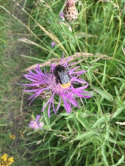 Bombus lapidarius