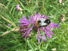 Bombus lapidarius