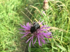 Bombus lapidarius