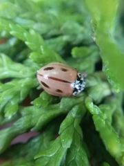 Mulsantina mexicana
