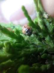 Mulsantina mexicana