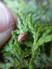Mulsantina mexicana