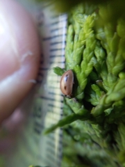 Mulsantina mexicana