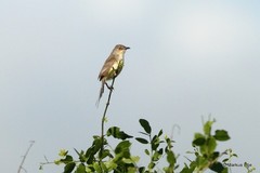 Prinia sylvatica