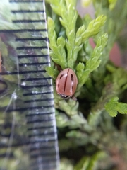 Mulsantina mexicana