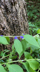 Campanulastrum americanum