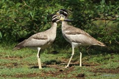 Esacus recurvirostris