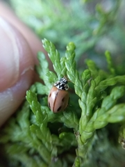 Mulsantina mexicana