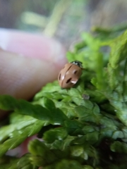 Mulsantina mexicana