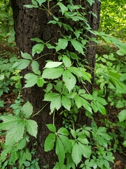 Parthenocissus quinquefolia