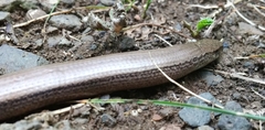 Anguis fragilis