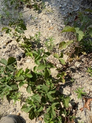 Rubus jaysmithii