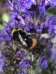 Bombus lapidarius