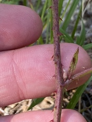 Rubus jaysmithii