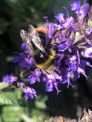 Bombus lapidarius