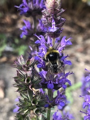 Bombus lapidarius