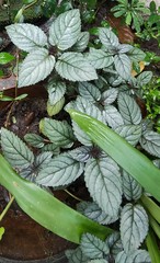 Hemigraphis alternata