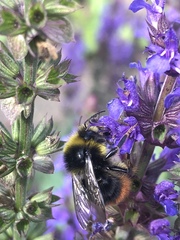 Bombus lapidarius