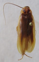 Ischnoptera