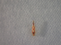 Zygina flammigera