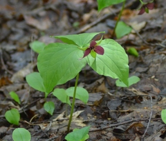 Trillium erectum erectum