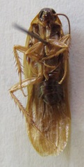 Ischnoptera