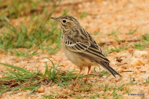 Blyth's Pipit, photo 4 of 10
