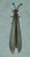 Neuroleon